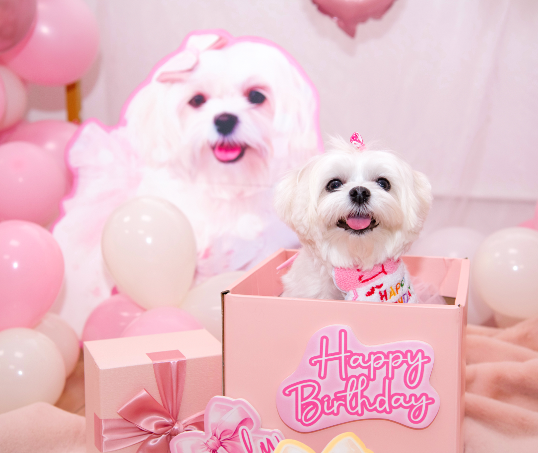 巨大化狗狗Foamboard Birthday Party Decoration 【多個毛孩貓狗排版設計】