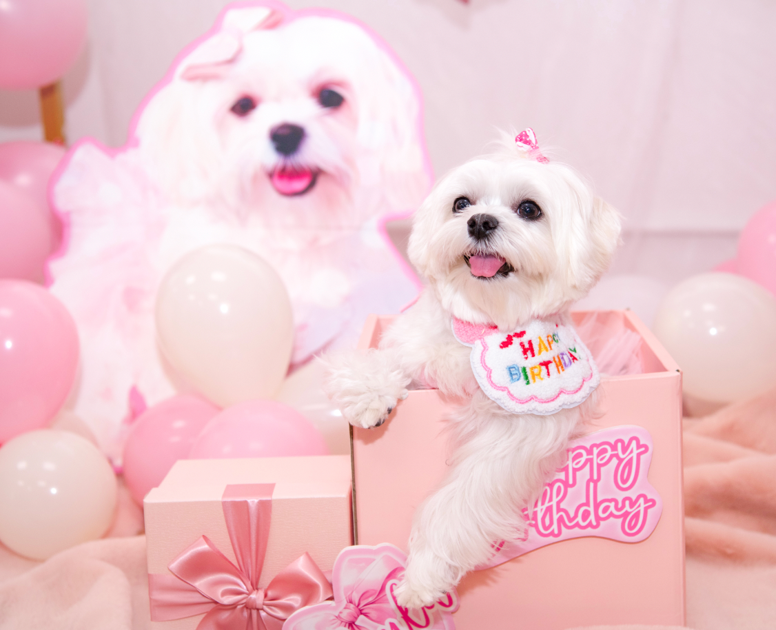 巨大化狗狗Foamboard Birthday Party Decoration 【多個毛孩貓狗排版設計】
