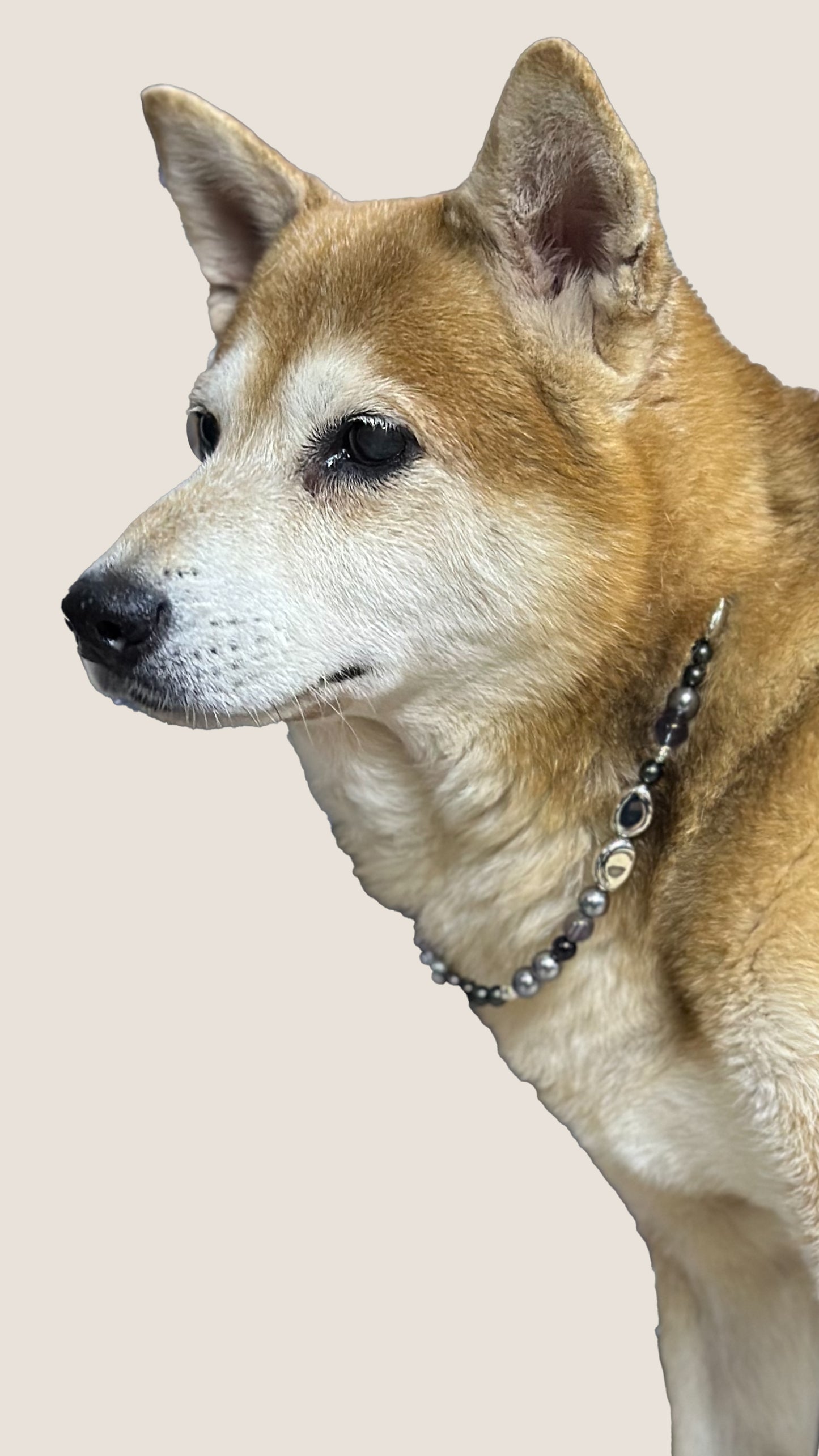 珠寶感寵物頸鏈 Pet Necklace【多個排珠/配色設計】