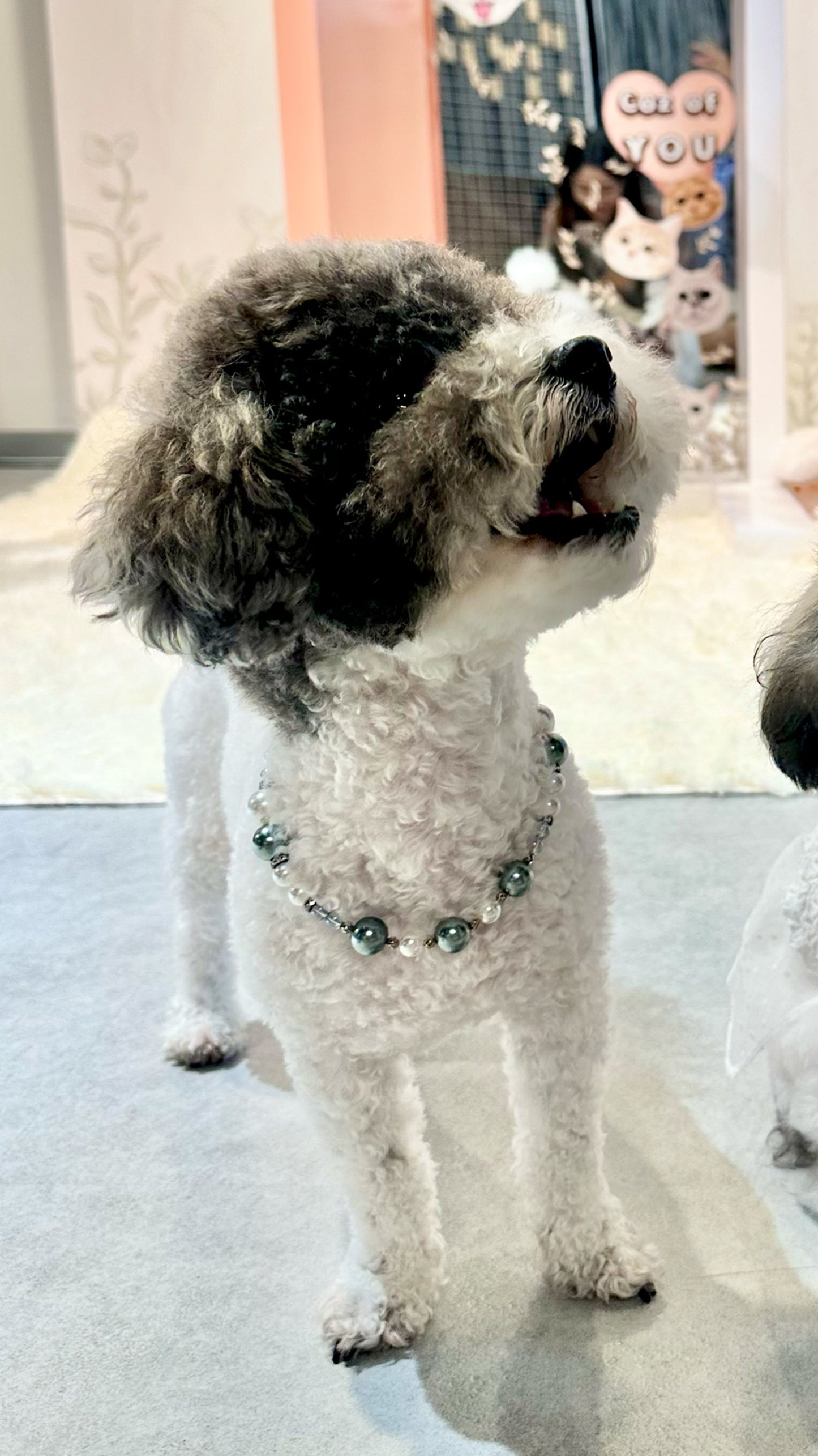 珠寶感寵物頸鏈 Pet Necklace【多個排珠/配色設計】