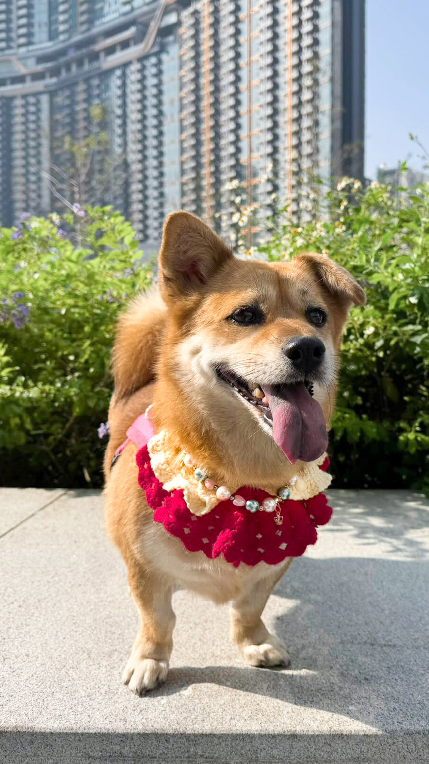 珠寶感寵物頸鏈 Pet Necklace【多個排珠/配色設計】