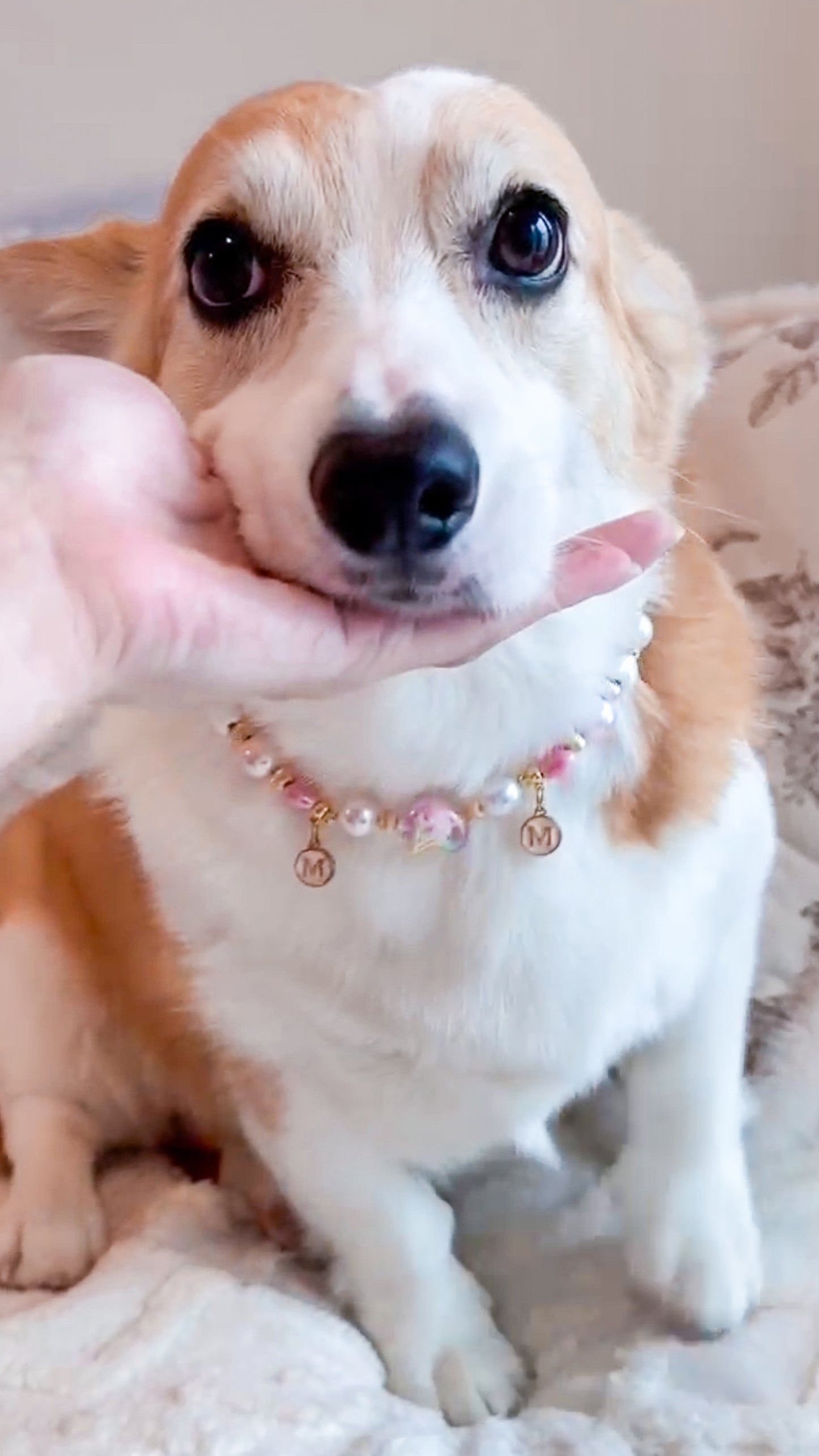 珠寶感寵物頸鏈 Pet Necklace【多個排珠/配色設計】
