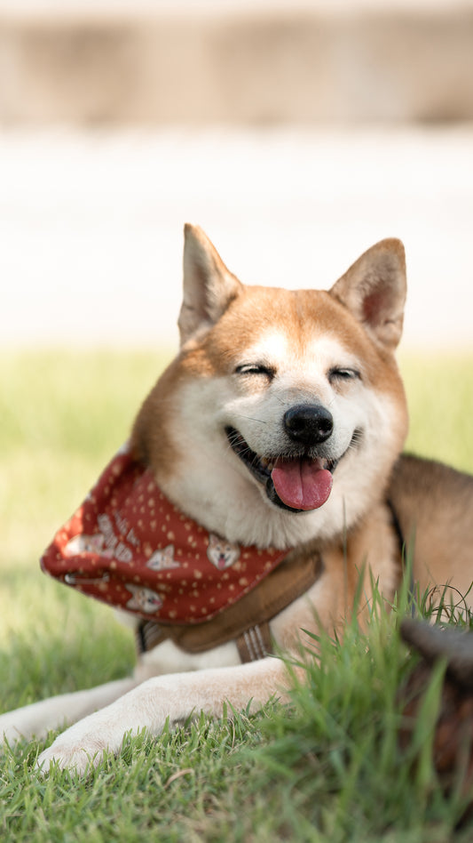 狗狗圍巾 Dog Bandana【多個毛孩貓狗排版設計】