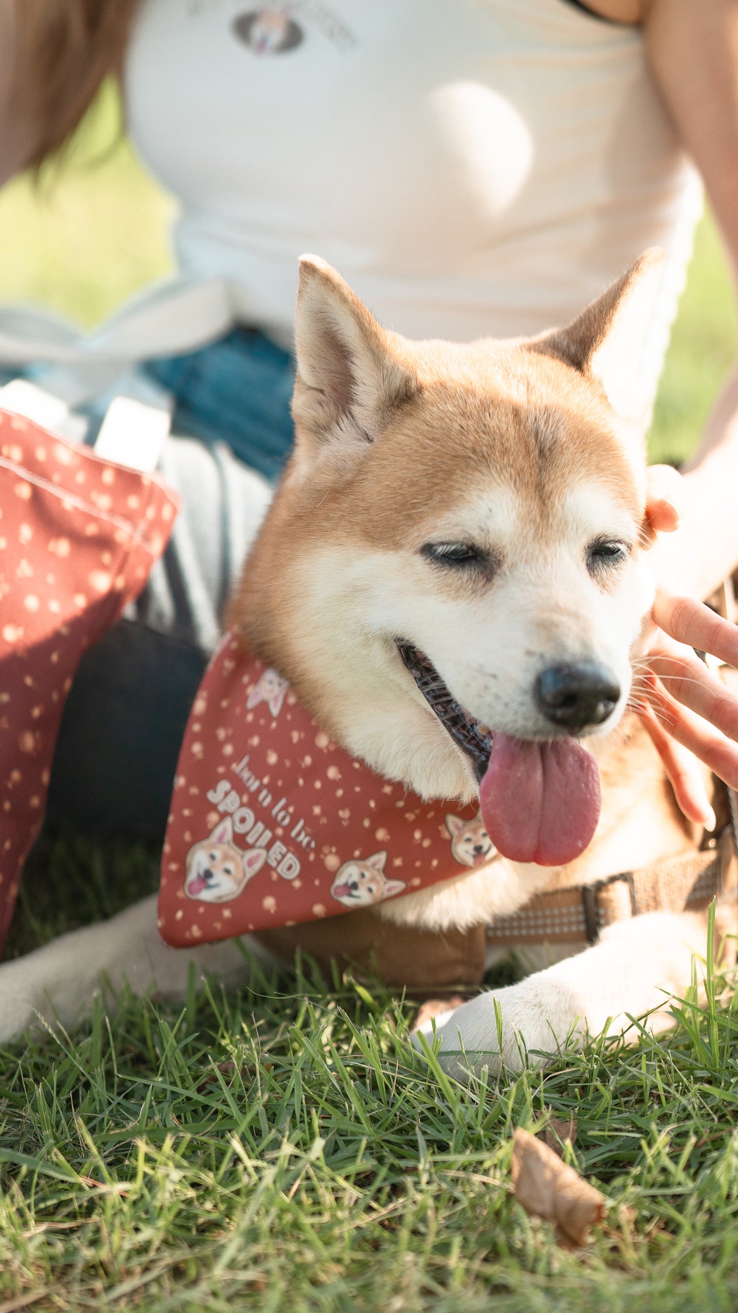 狗狗圍巾 Dog Bandana【多個毛孩貓狗排版設計】